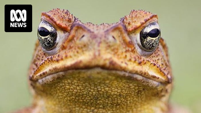 Researchers train goannas not to eat cane toads in WA Kimberley region