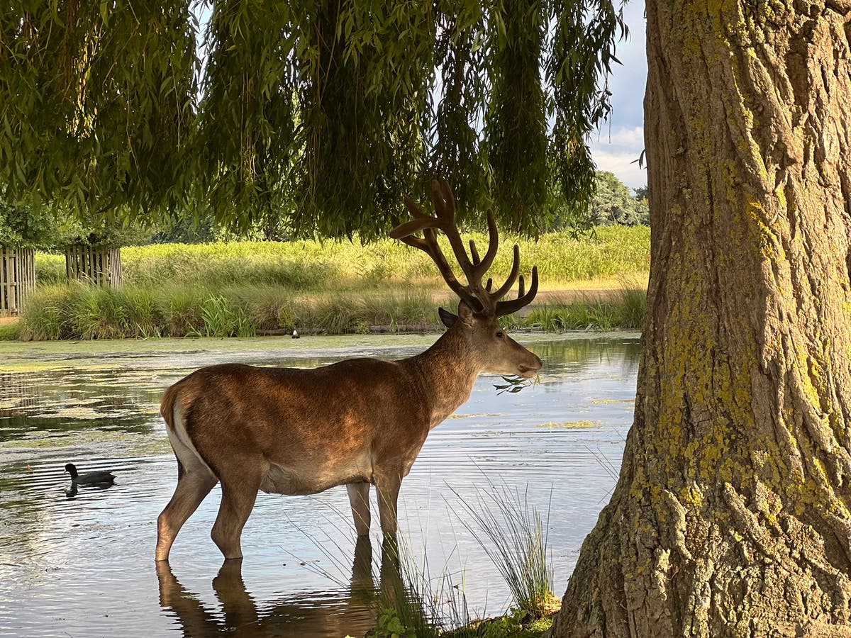 Richmond Park: Visitors filmed 'trying to force antlers off deer', say police
