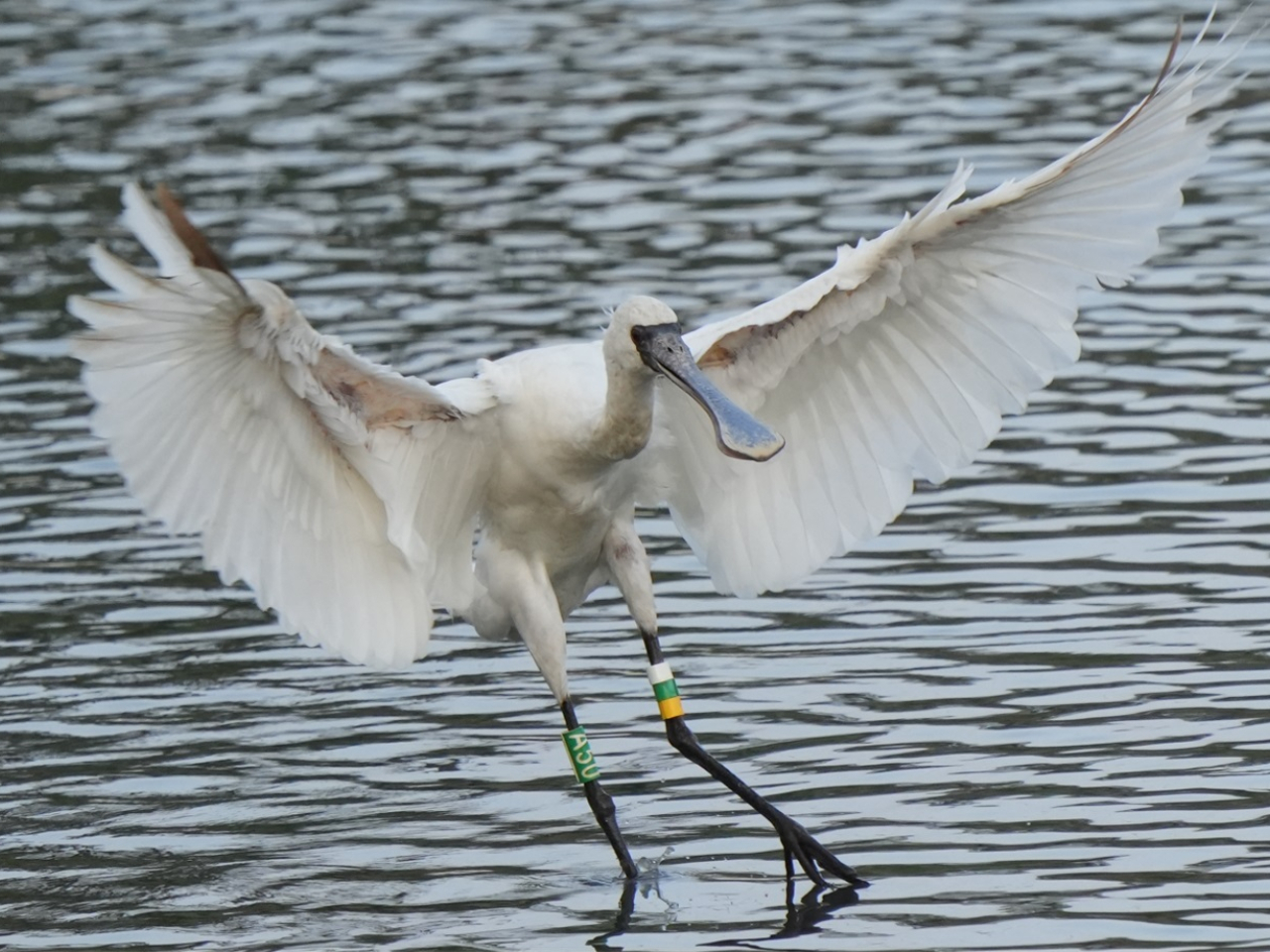 'San Tin project can hurt black-faced spoonbill site'