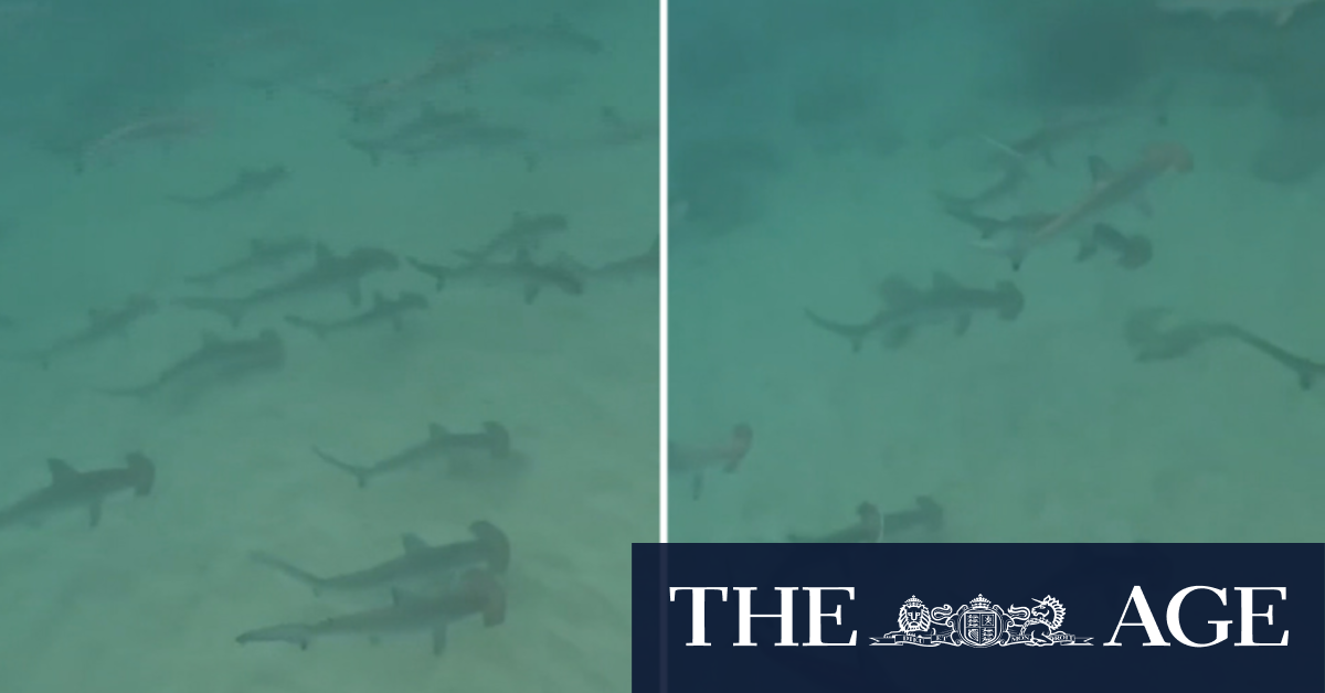 School of hammerhead sharks spotted off Burleigh Heads