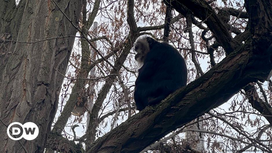 Stolen endangered monkey Ruma returned to zoo