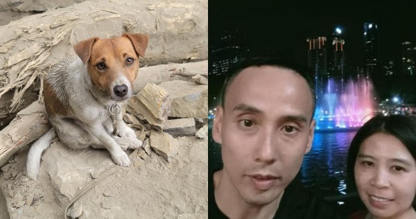 Taiwan earthquake: Clothes of Singapore couple given to rescue dogs to track scent