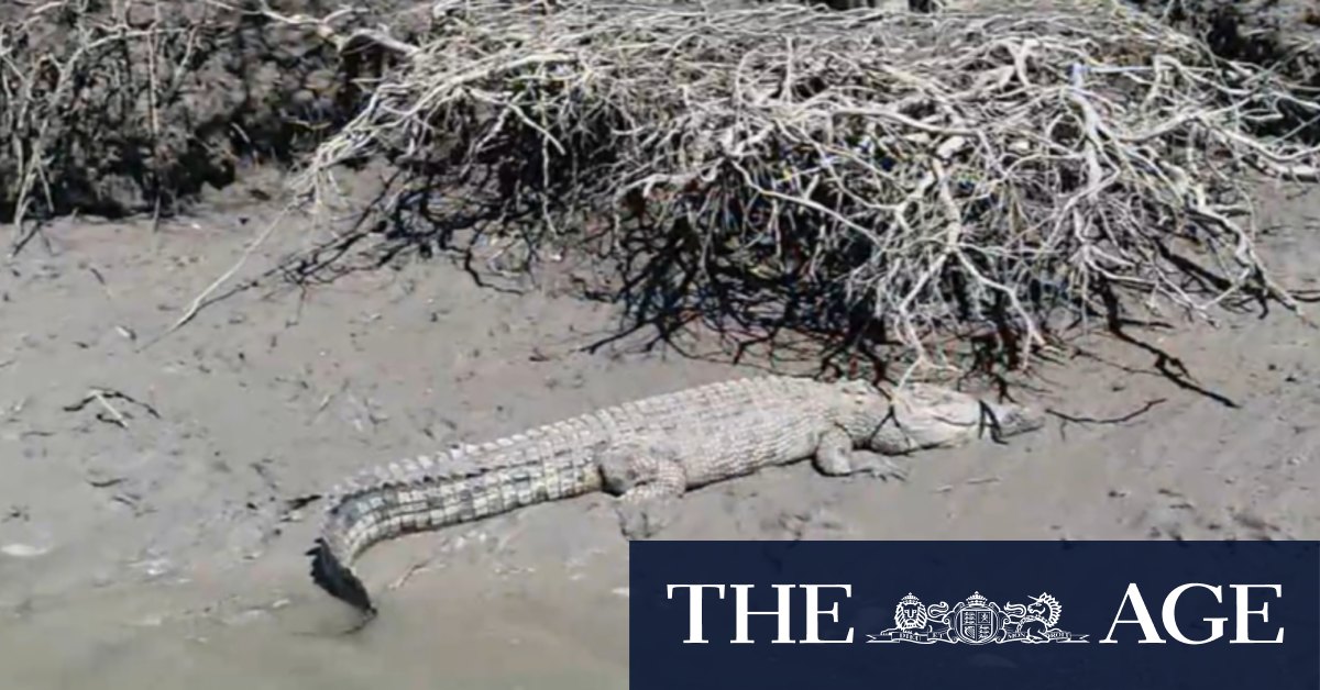 Teenager dies in suspected crocodile attack