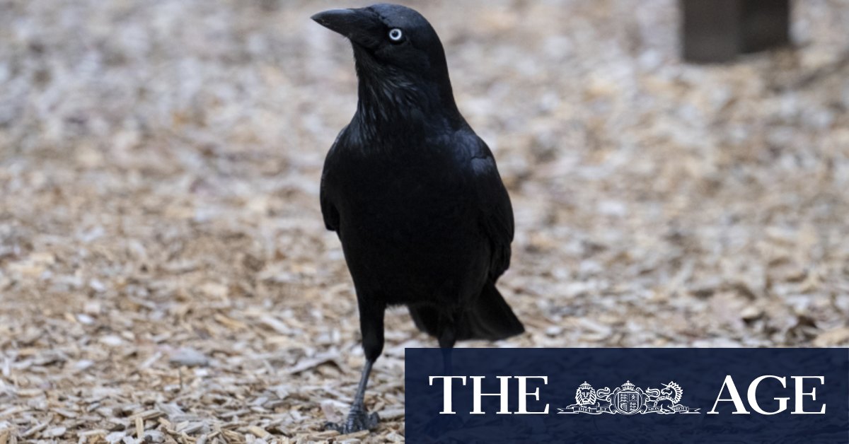 The aggressive native birds muscling rivals out of Melbourne