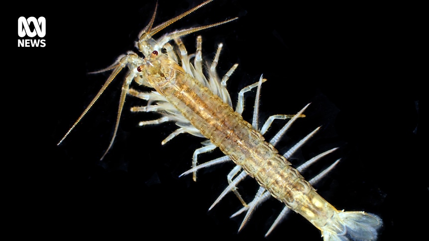 The 'enigmatic' Tasmanian mountain shrimp allows researchers to look back 200 million years