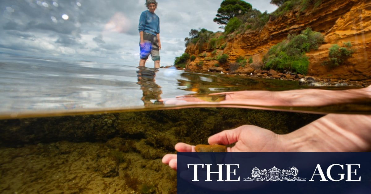 The hidden Melbourne beach teeming with rare fossils