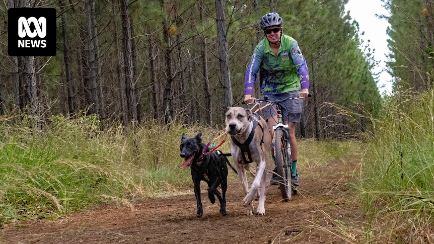 The Queenslanders participating in the sport of sled dog racing without snow