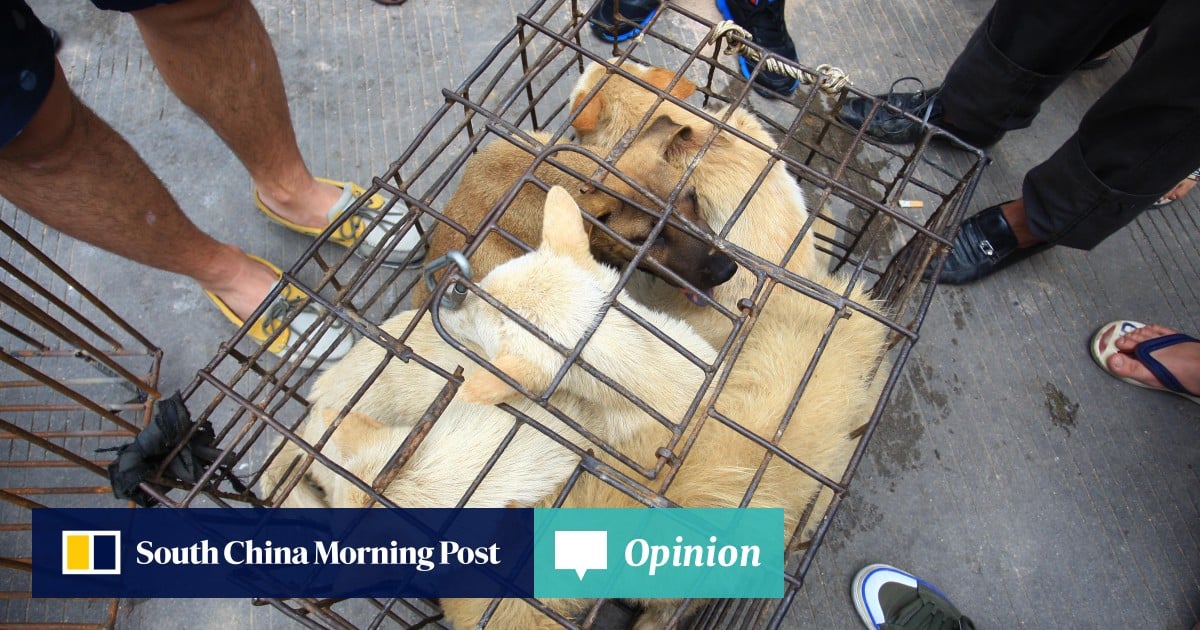 Time for animal abusers in China to face proper justice