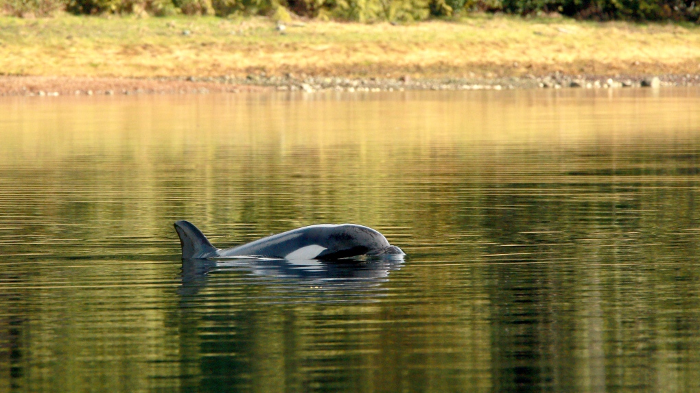 Time ticks down for orca calf stranded in B.C. lagoon as rescue efforts ramp up, but no set date