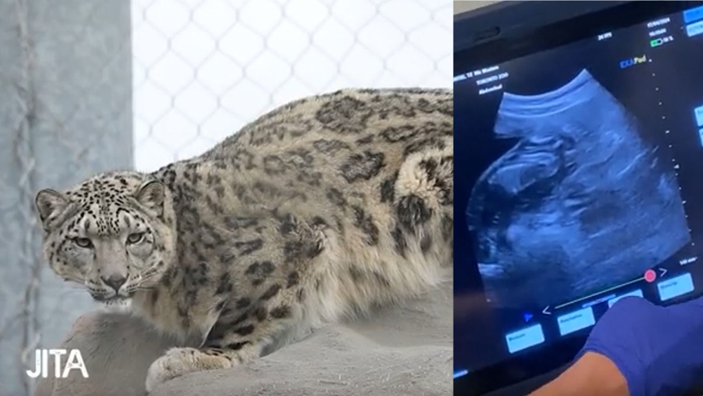 Toronto Zoo says Jita the snow leopard is pregnant