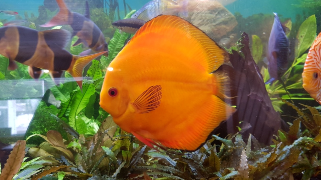 Tropical fish stolen from Beachburg, Ont. restaurant found and returned