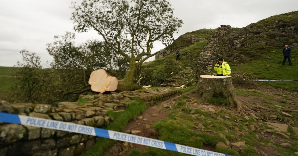 Two men charged after famous Sycamore Gap tree was chopped down