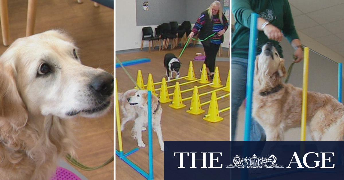University investigates dementia in dogs