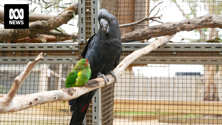 Unlikely friendship between cockatoo and musk lorikeet at Bonorong Wildlife Sanctuary ' bamboozles' visitors