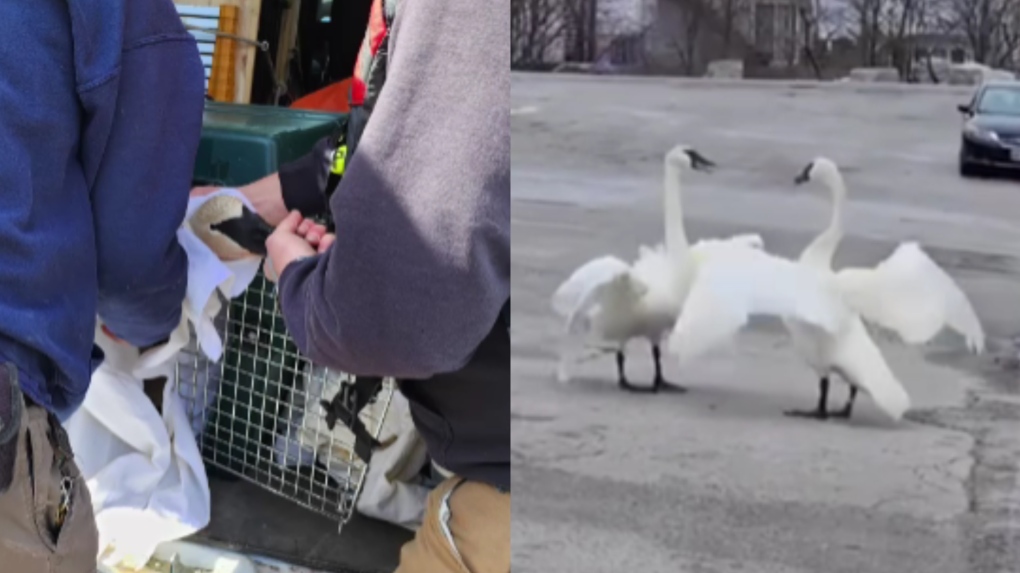 Video captures swan mates reuniting in 'magical romance' at Toronto park