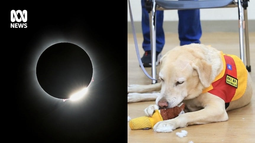 Weekly news quiz: A Matildas victory, a dazzling solar eclipse and Roger the rescue dog gets to work in Taiwan