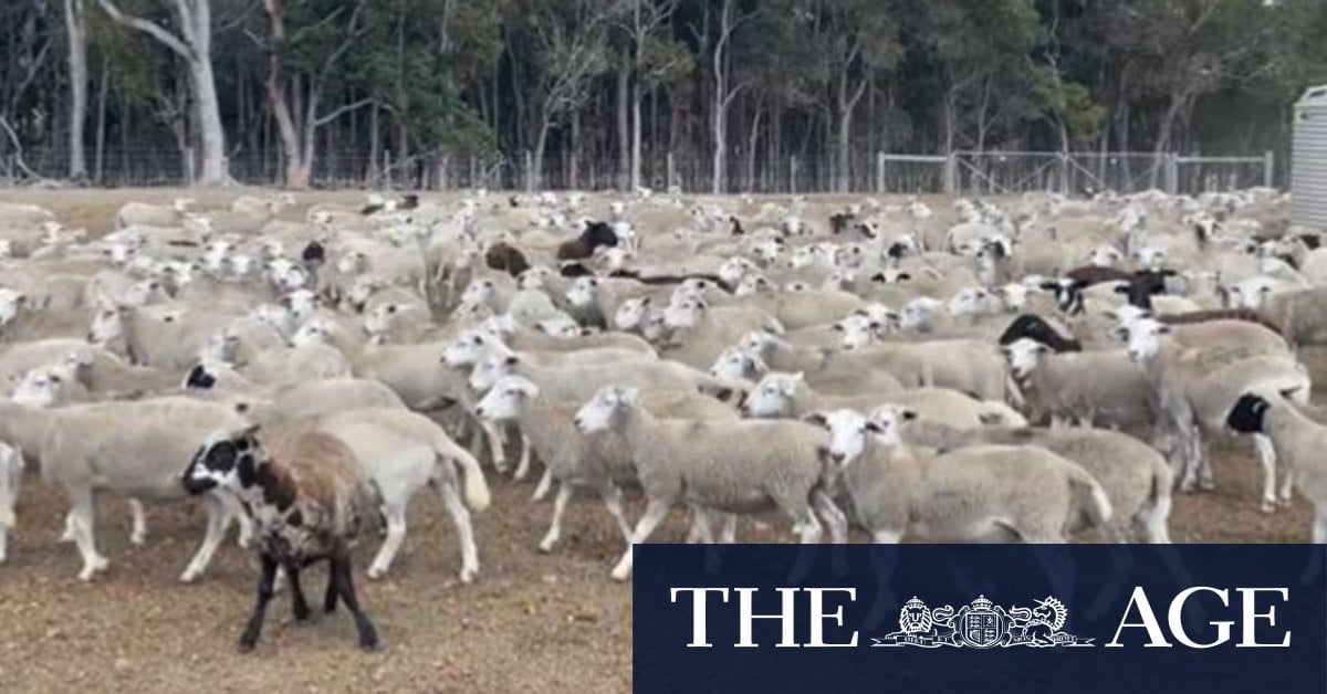 Why this WA farmer is digging a mass grave for 3000 sheep