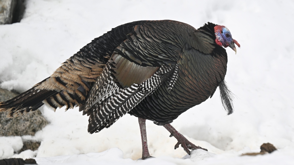 Wild turkey breaks into Quebec long-term care home, no injuries reported