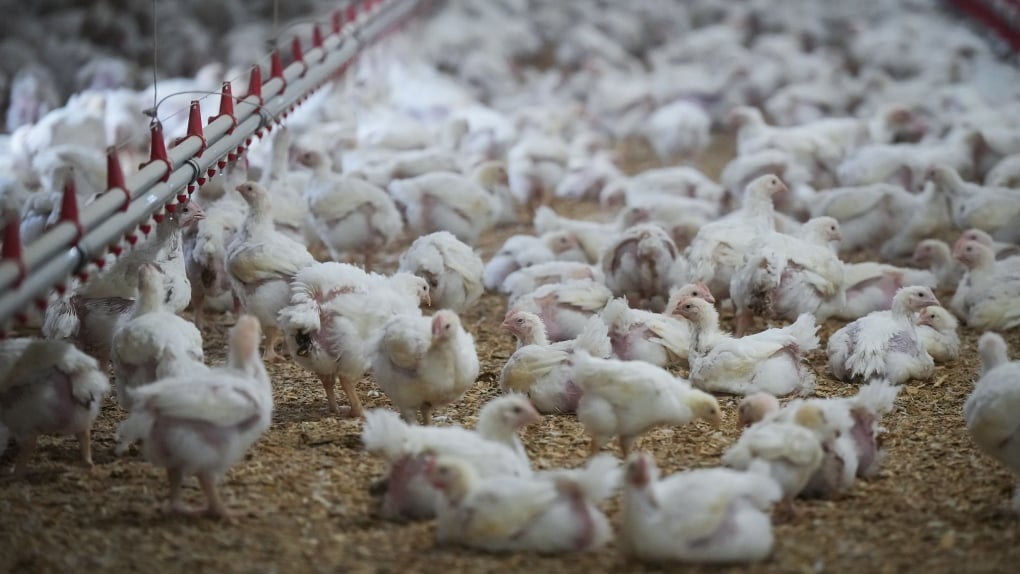 With bird flu cases rising in border states, should Canadians be concerned about their food?