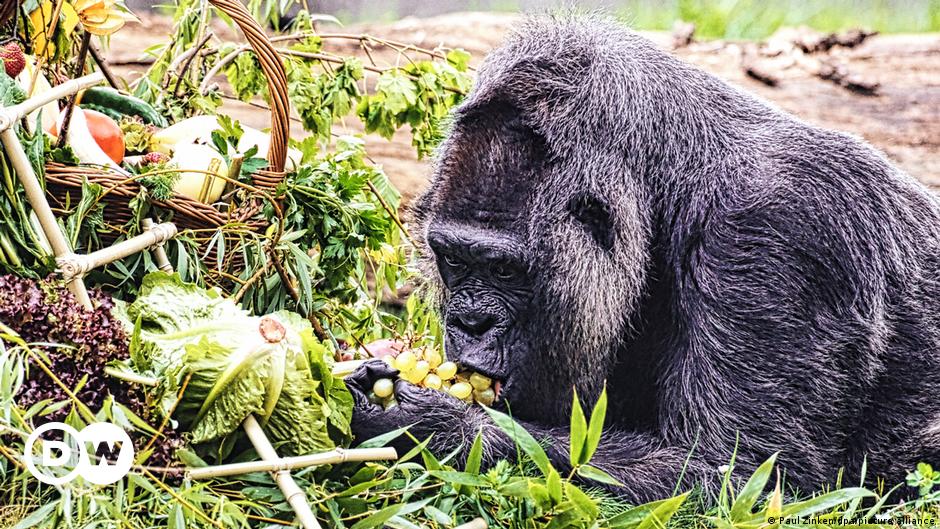 World's oldest gorilla celebrates 67th birthday in Berlin