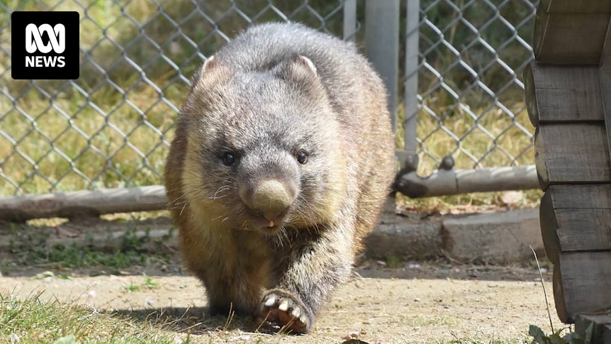World's oldest-known wombat originally from Tasmania set to turn 35 at Satsukiyama Zoo in Japan