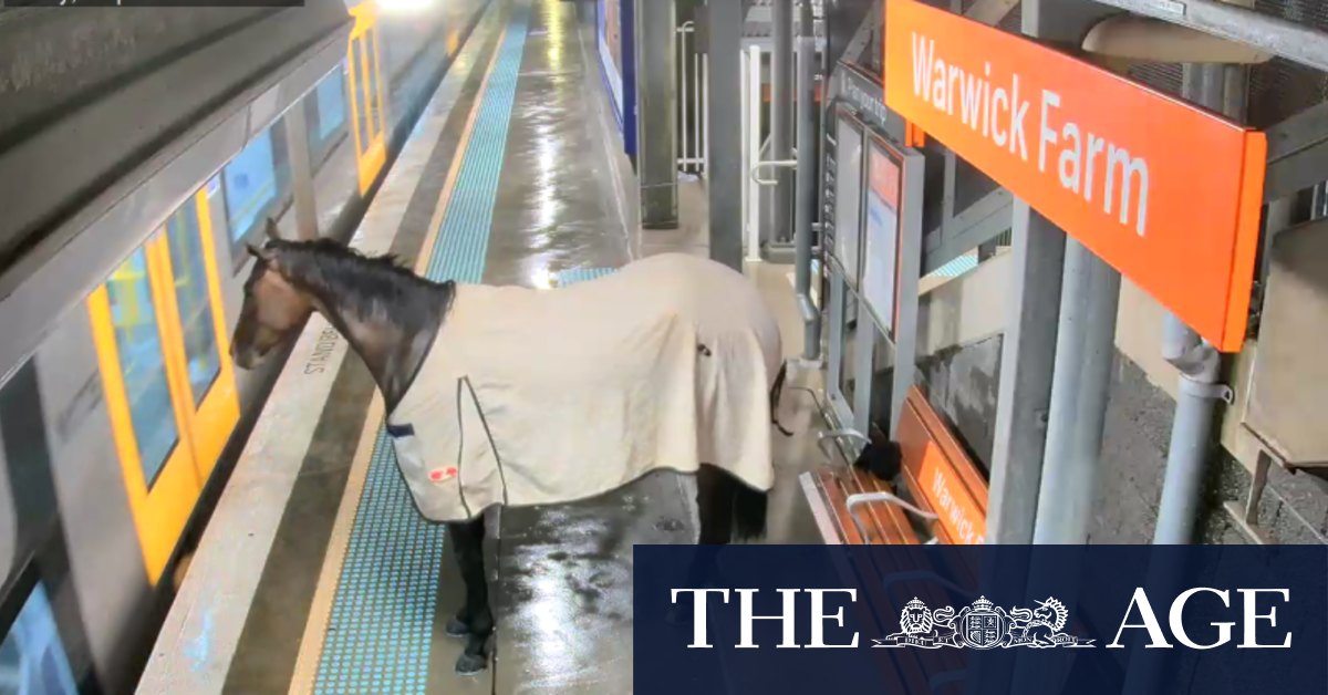 Wrong kind of track: Escaped racehorse shocks commuters on Sydney train platform