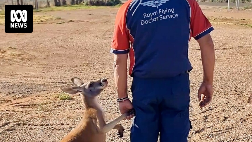 Young kangaroo befriends Royal Flying Doctor Service pilot with a handshake