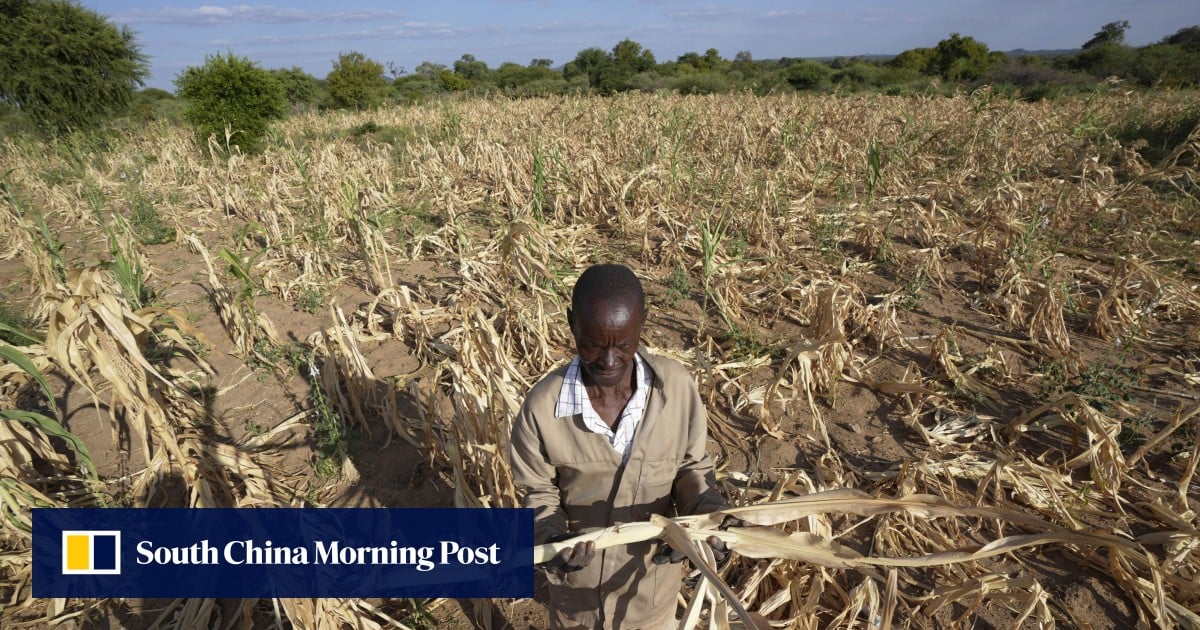 Zimbabwe declares drought disaster as El Nino leaves millions hungry