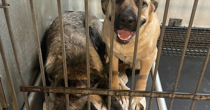 12 dogs, including 6 puppies, seized from home after cyclist bitten near Dorchester, Ont.