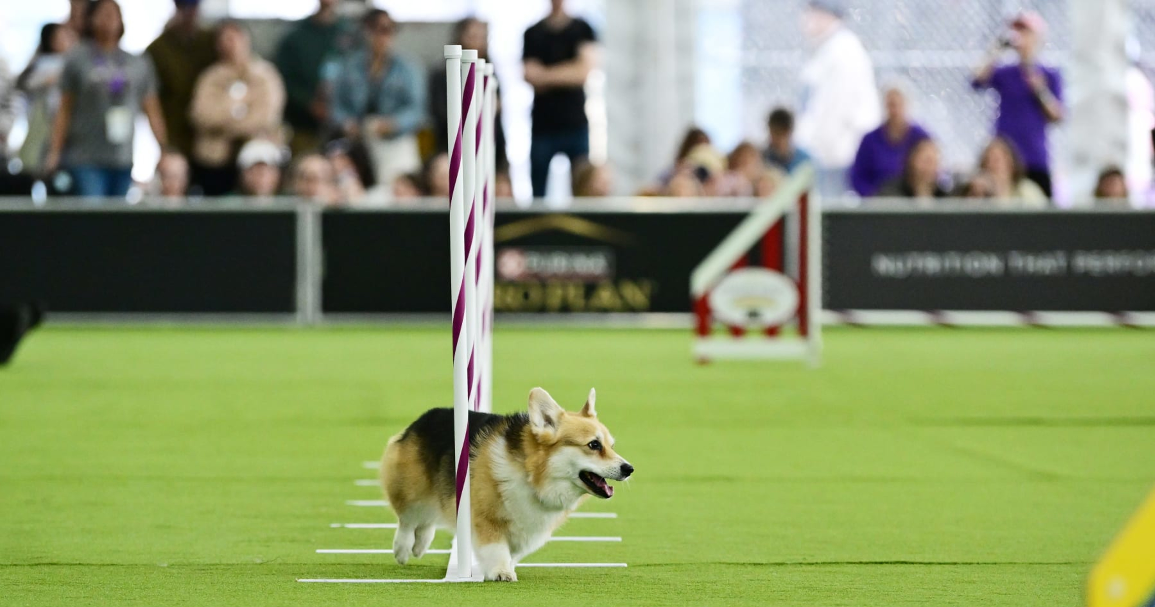 Westminster Dog Show 2024 Results: Best of Breed Winners and Monday Recap