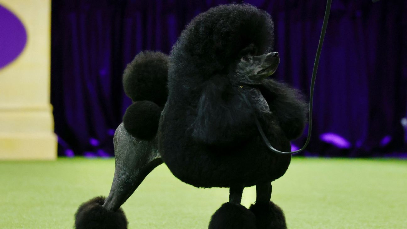 Sage, a miniature poodle, wins top prize at Westminster