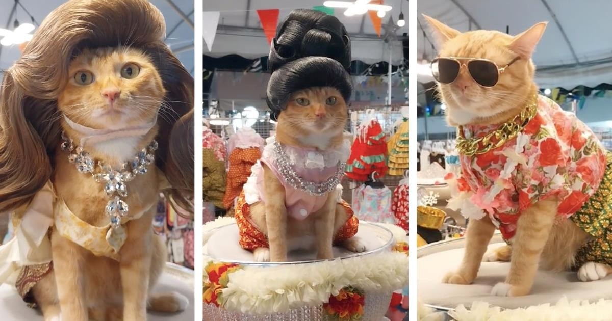 Thailand's Biggest Supermeowdel Cat Named Je Phil Takes the Markets by Storm With His Feisty Fashions