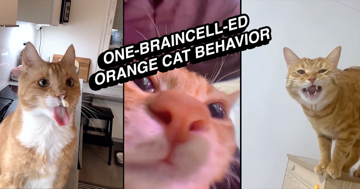 23 Feline Friendly Gifs That Purrfectly Sum Up Orange Cat One-Braincell-ed Behavior