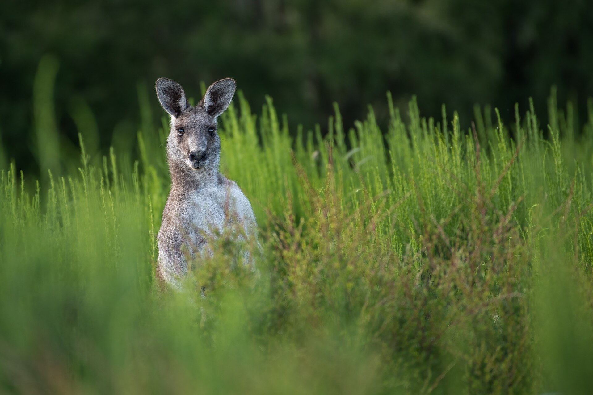 Australian study proves 'humans are planet's most frightening predator'