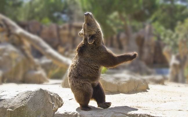 Japan will use AI to find out what bears do in the woods