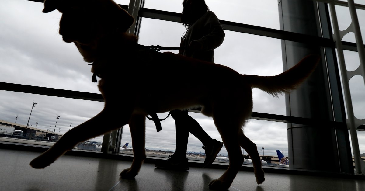 New Rules for Dogs Entering U.S. to Help Prevent Spread of Rabies