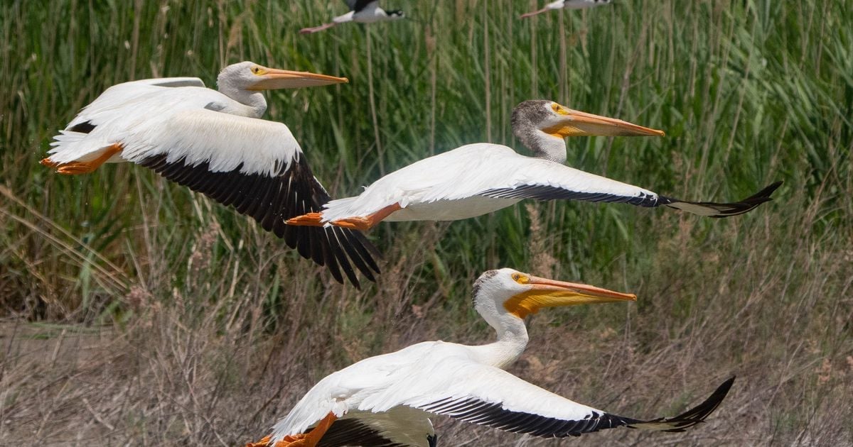 Pelicans return to a Great Salt Lake island for the first time in decades