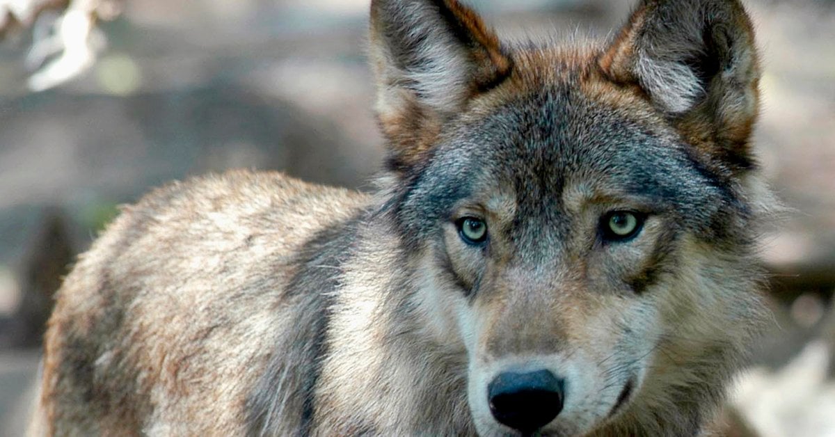 U.S. House Votes to Remove Wolves From Endangered List in 48 States