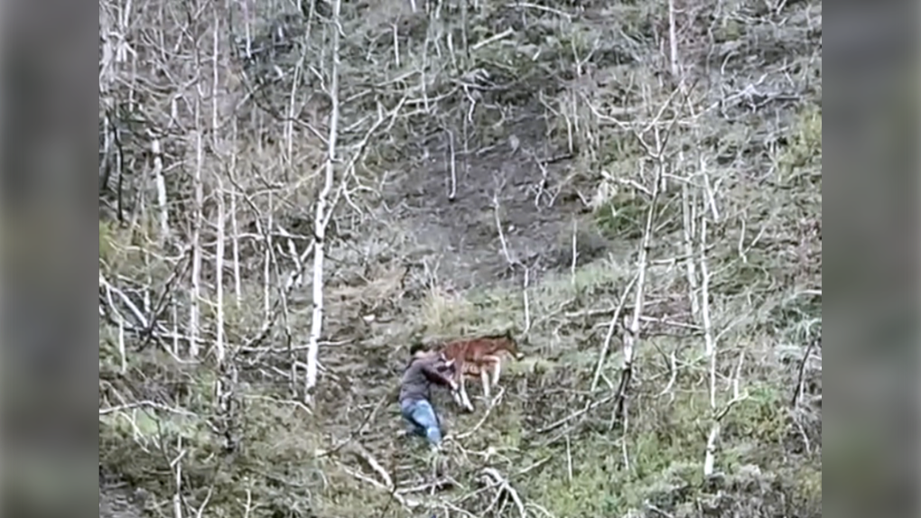 Alta. man rescues wild foal trapped on steep cliffside