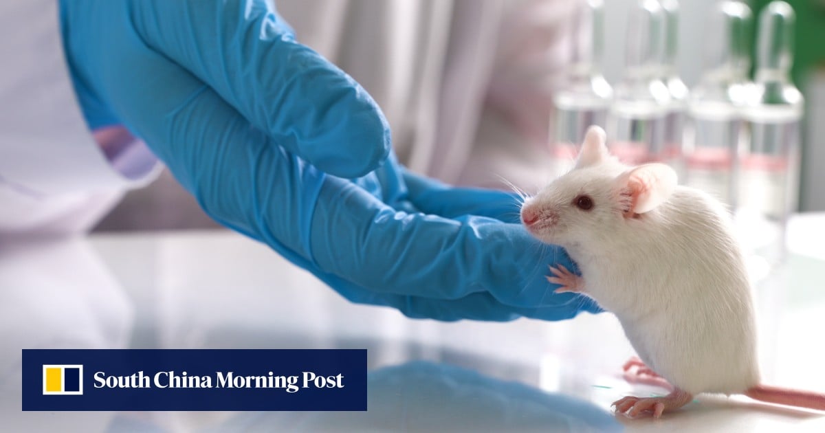 Could rat brain cells in mice help grow human organs in animals? A new study offers clues