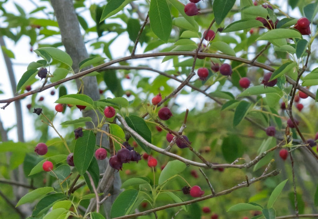 Garden Q&A: What fruit can I harvest in June?