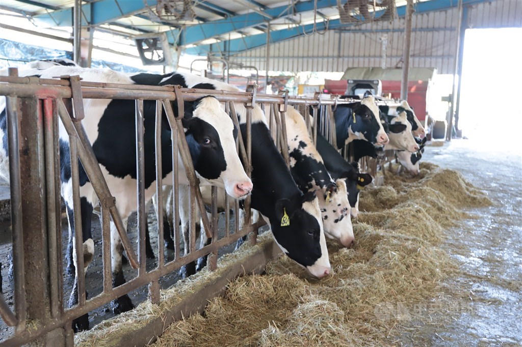 H5N1 avian flu in cattle not detected in Taiwan: Animal health agency