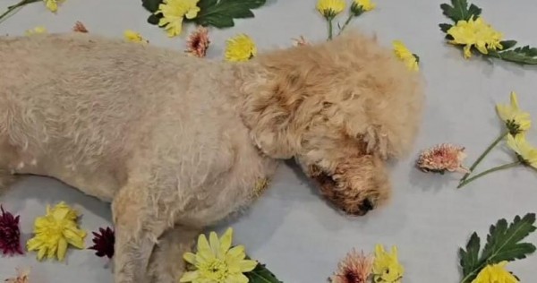 Home-based pet groomer under investigation for losing client's dog that later died in traffic accident