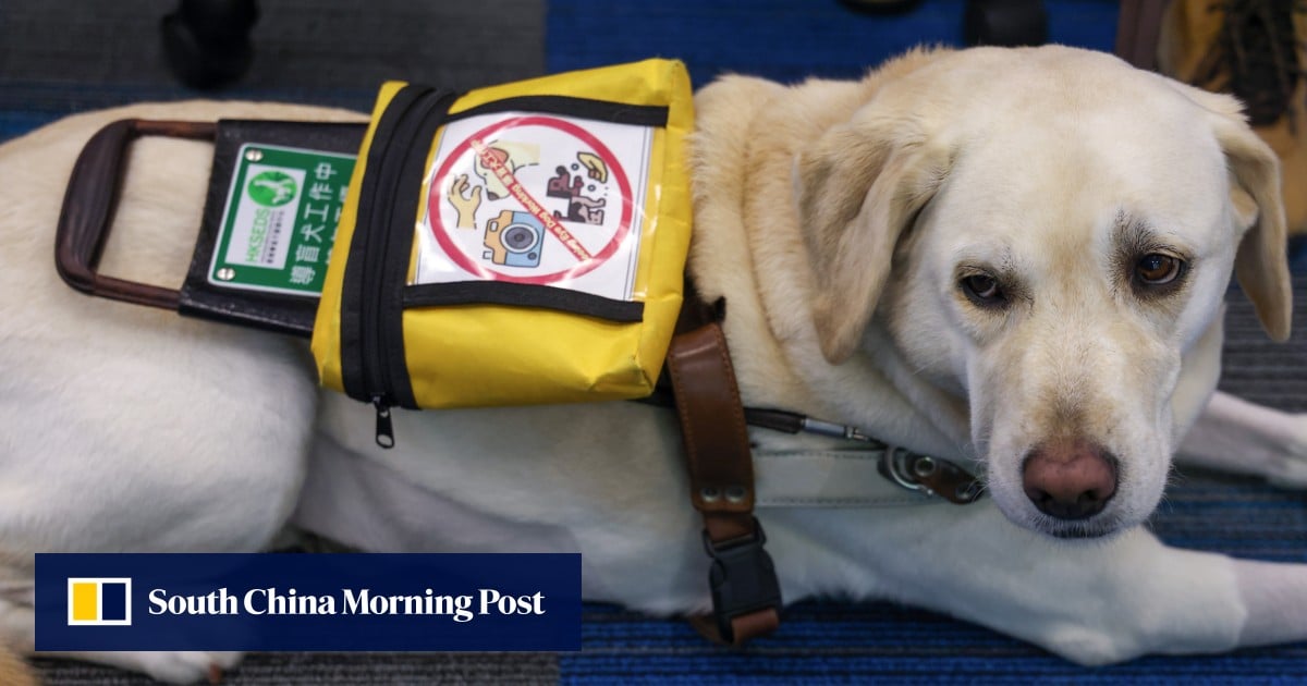 Hong Kong issues guidelines to make guide dogs more accepted, pointing to discrimination