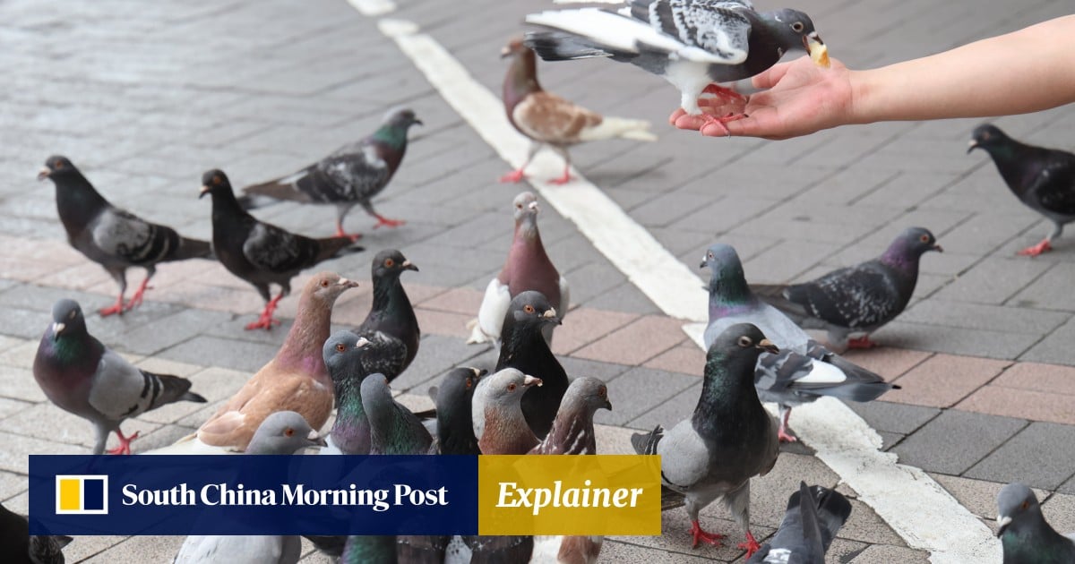 Hong Kong plans to ban feeding feral pigeons in August. The Post breaks down what you need to know about the legal change