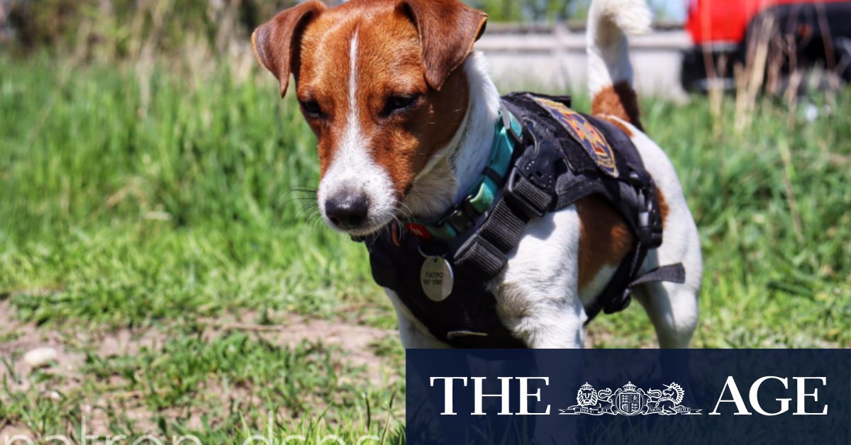 In which country is a dog called Patron a national hero? Take the Brisbane Times Quiz