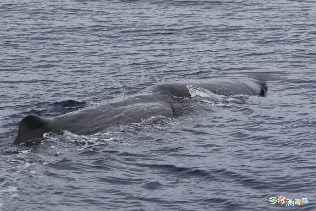 Nine sperm whales spotted around Hualien ahead of regular season