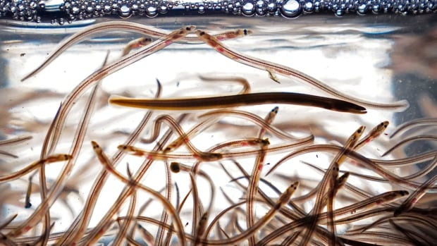 Officials seize around $500K worth of elvers from Toronto Pearson Airport