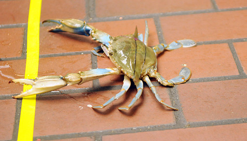 Preakness 2024: PETA proposes robots replace live crabs in Lexington Market crab derby