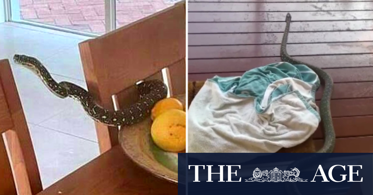 Sydney family finds diamond python near fruit bowl